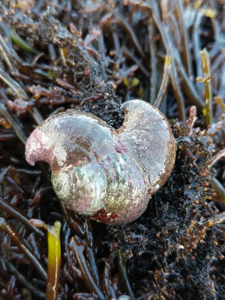 Crepidula adunca (Hooked Slippersnail), California species