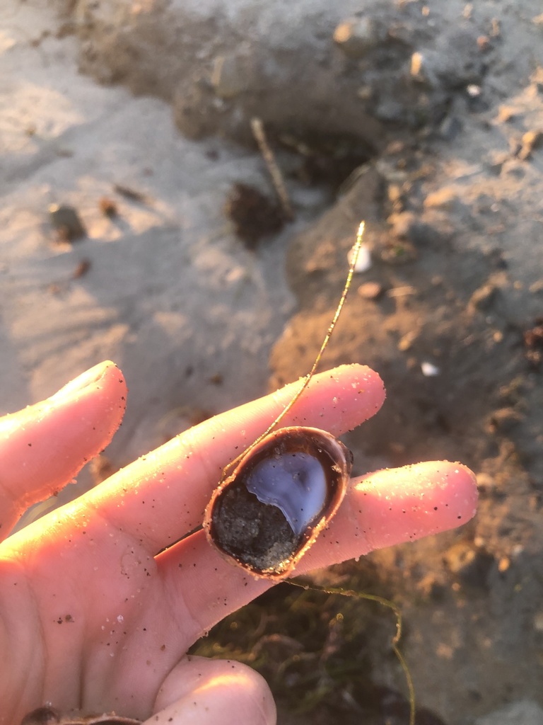 Crepidula onyx (Onyx Slippersnail), California species