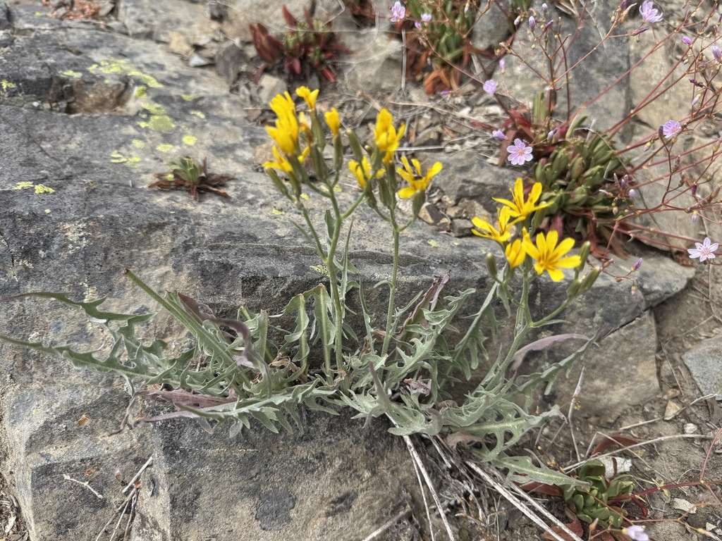 Crepis acuminata (Long leaved hawk's beard), native California herb