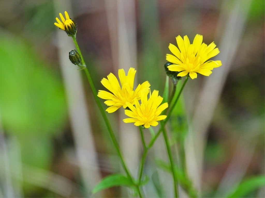 Crepis capillaris (Hawksbeard), non-native California herb