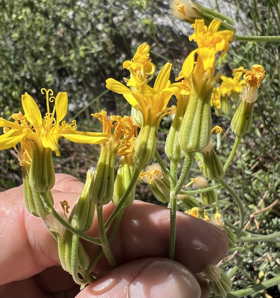 Crepis intermedia (Intermediate hawksbeard), native California herb
