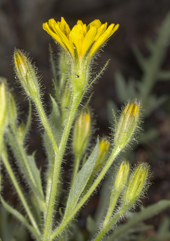 Crepis monticola (Mountain hawk's beard), native California herb