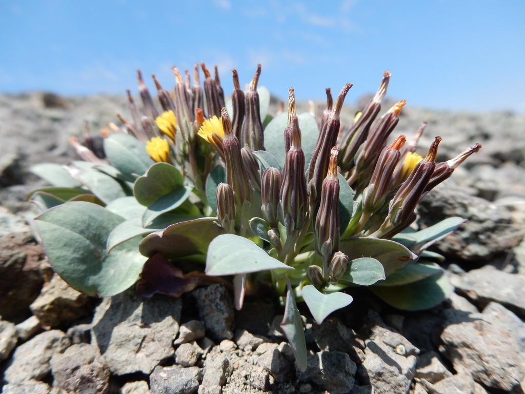 Crepis nana (Dwarf alpine hawksbeard), native California herb