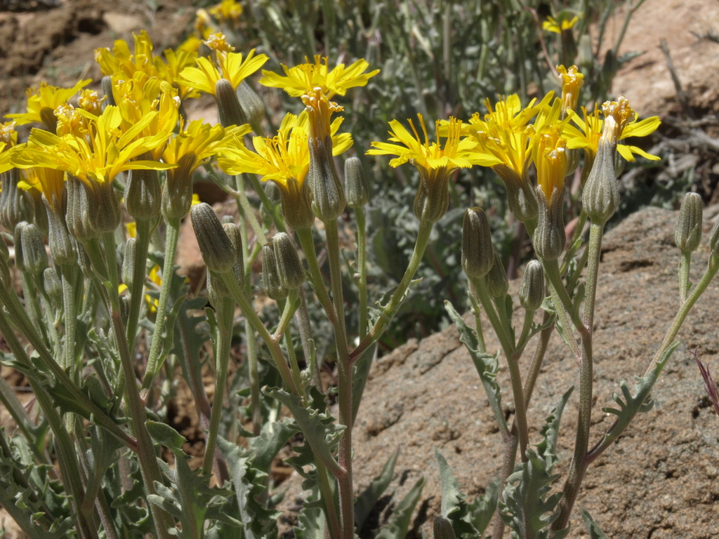Crepis occidentalis subsp. occidentalis, native California herb