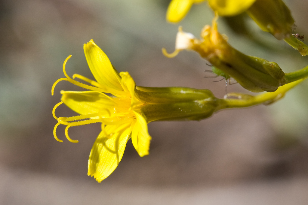 Crepis pleurocarpa (Naked stemmed hawksbeard), native California herb