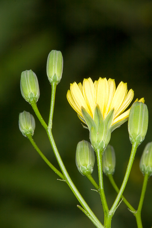 Crepis pulchra, California herb