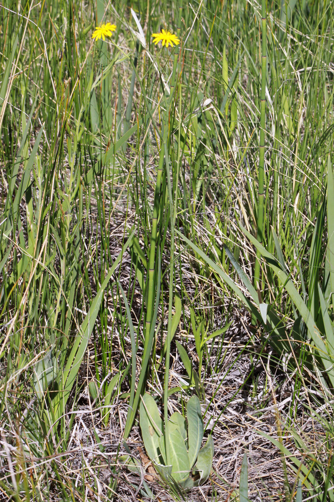 Crepis runcinata subsp. andersonii, native California herb