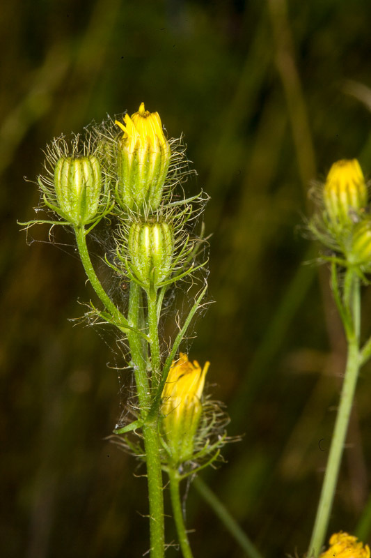 Crepis setosa (Bristly hawksbeard), non-native California herb