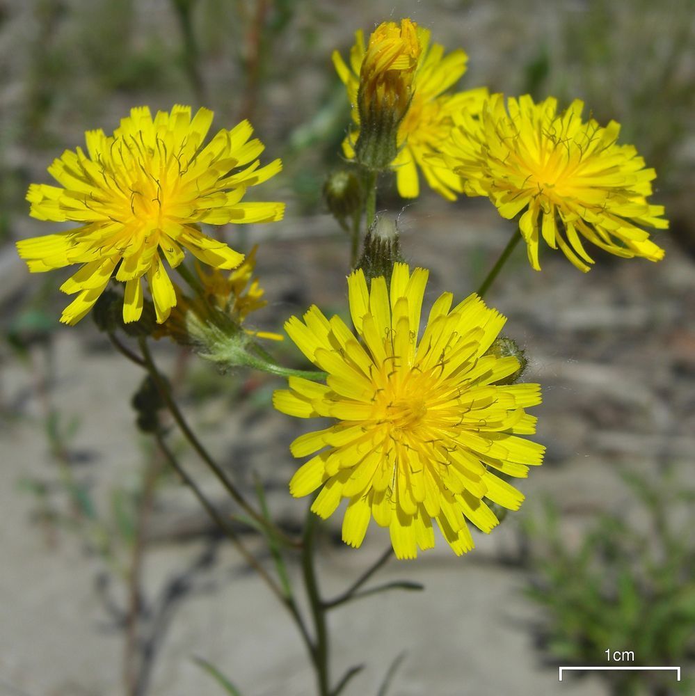 Crepis sp. (Hawksbeard), non-native California perennial
