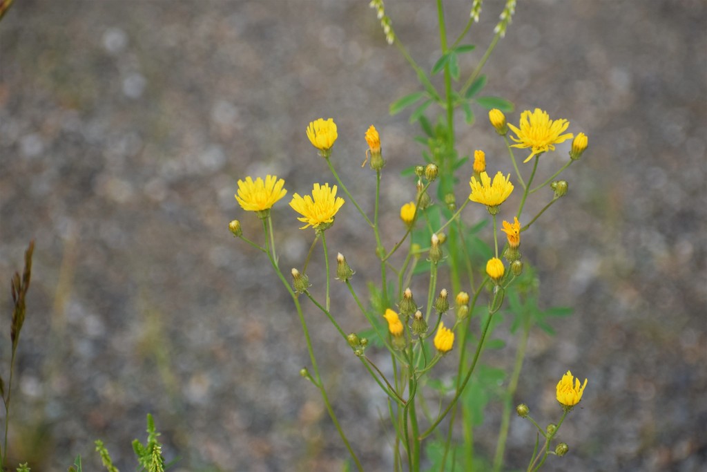 Crepis tectorum (Narrowleaf hawksbeard), non-native California herb