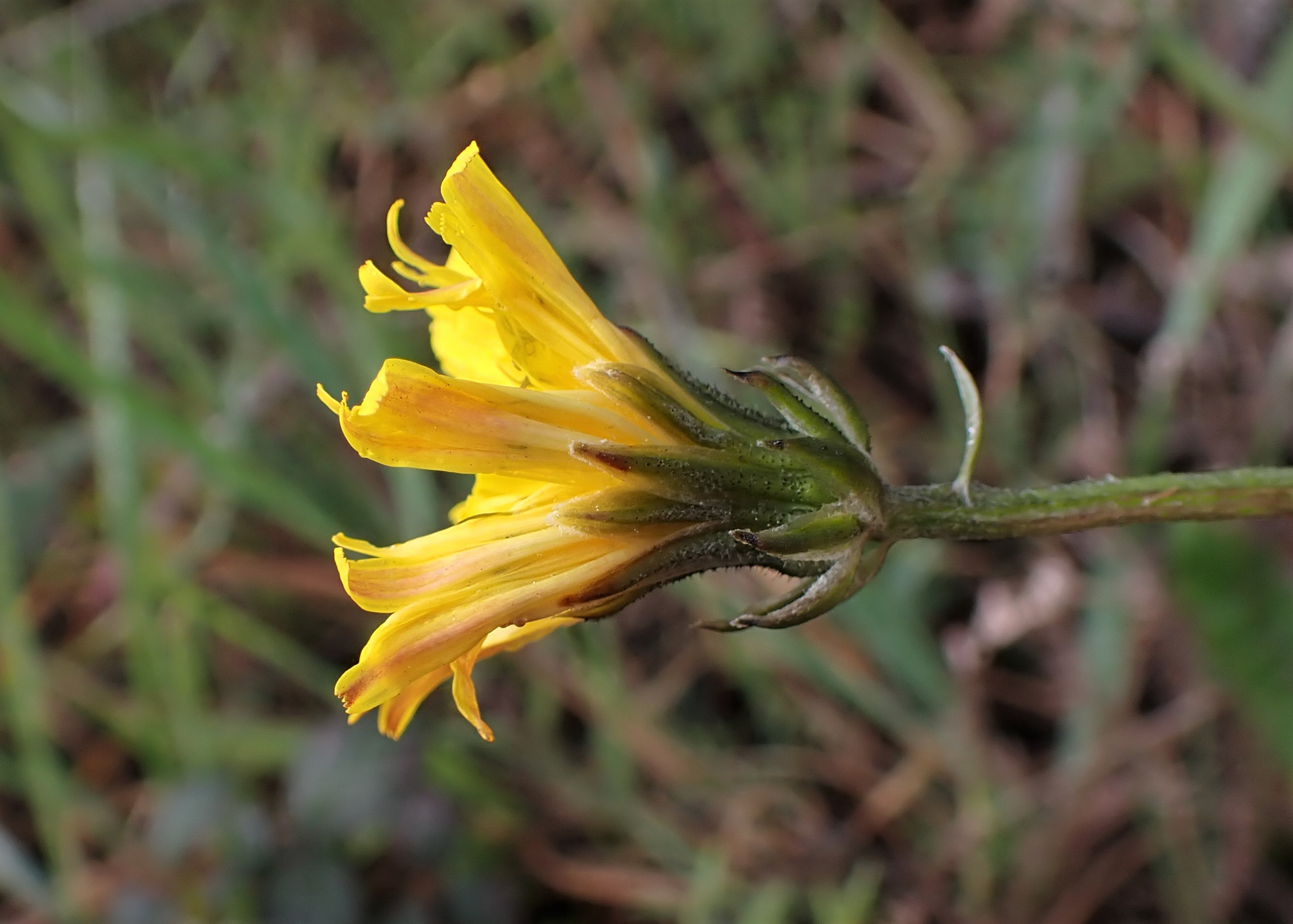 Crepis vesicaria subsp. taraxacifolia, non-native California herb