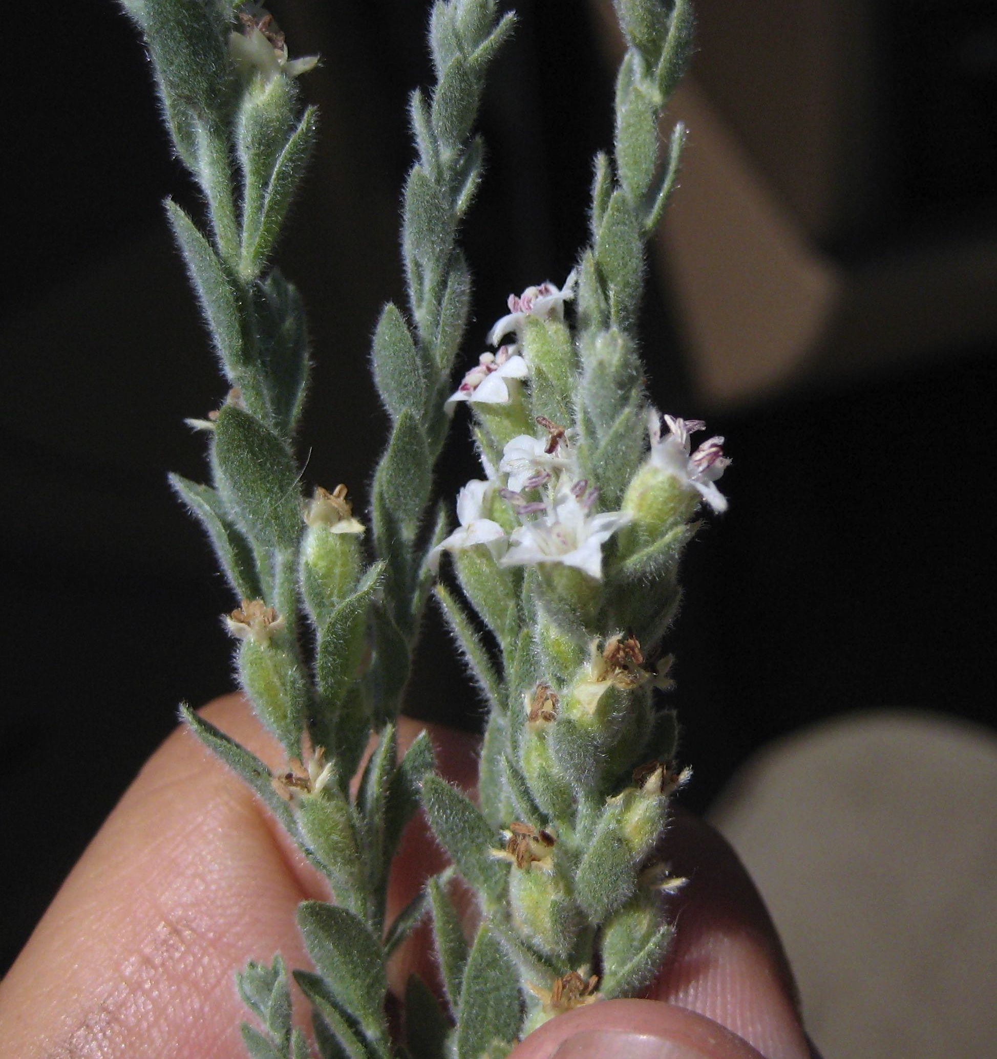 Cressa truxillensis (Alkali weed), native California subshrub