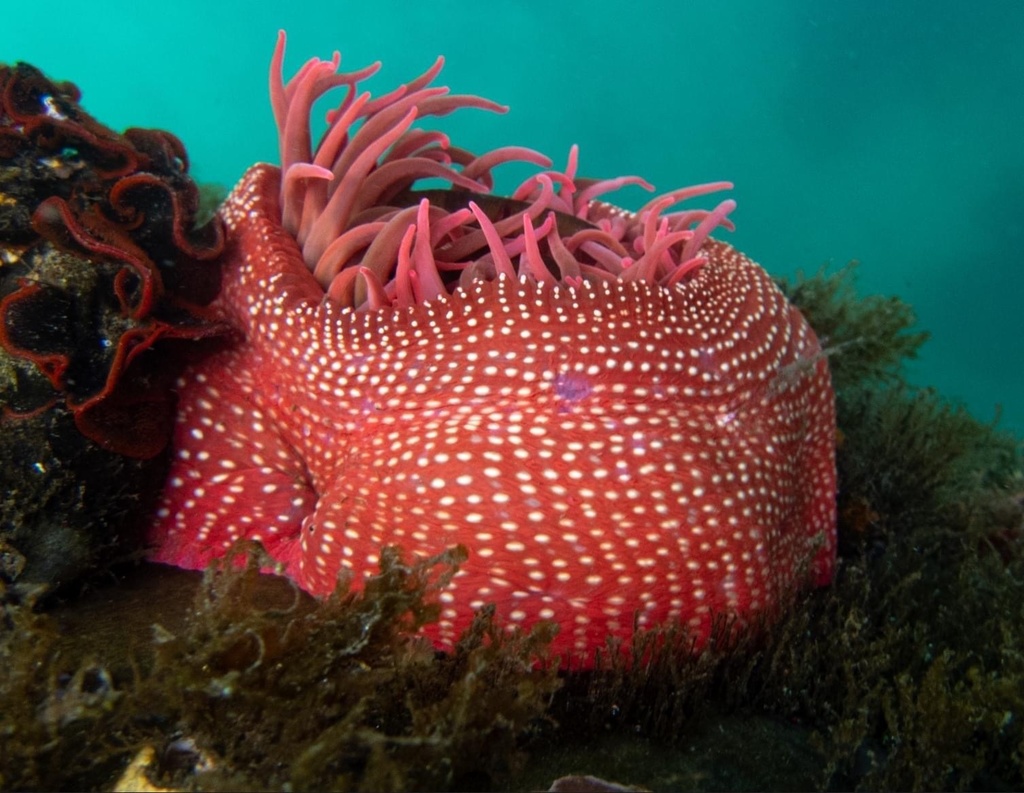 Cribrinopsis albopunctata (White-spotted Rose Anemone), California species