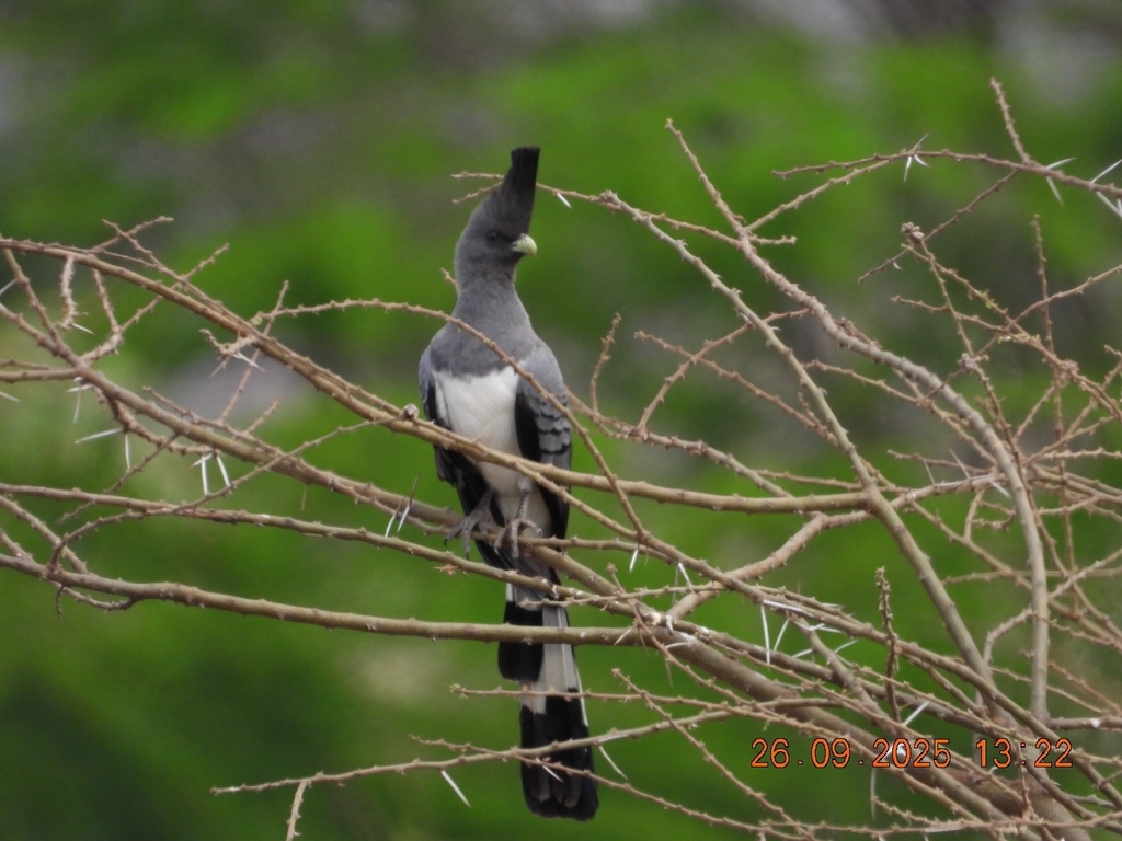 Crinifer leucogaster (White-bellied Go-away-bird), California species