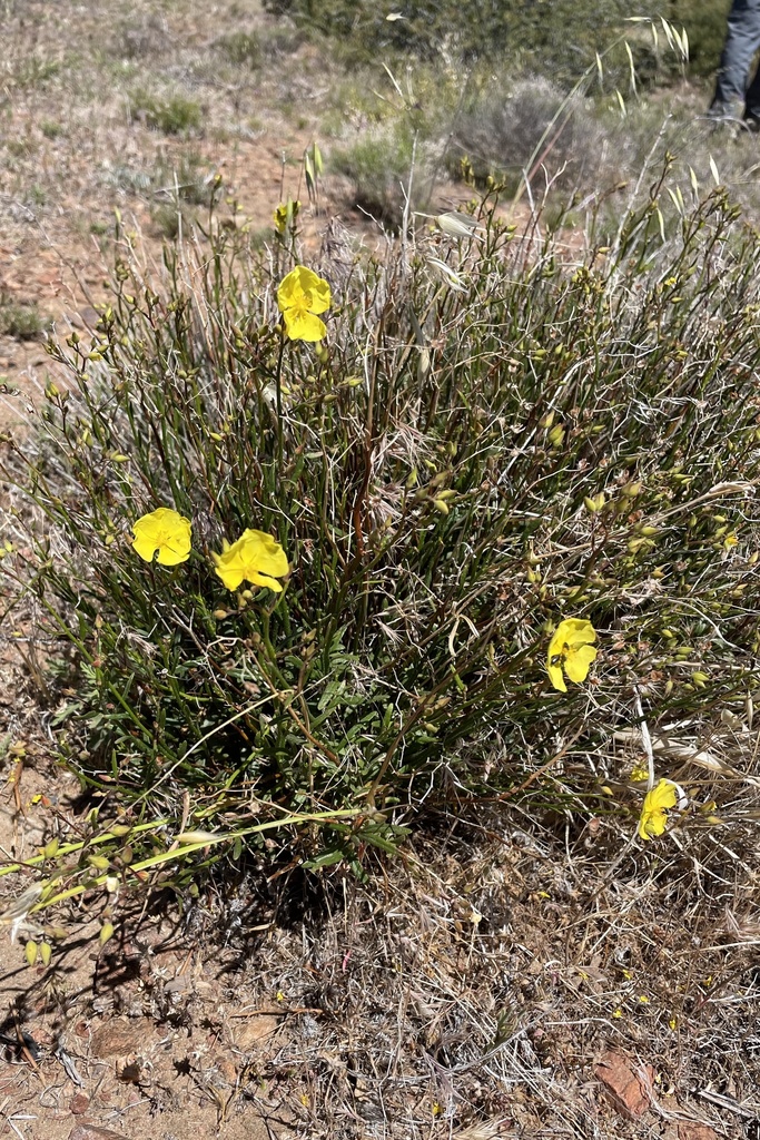 Crocanthemum aldersonii (Alderson's rush-rose), native California perennial