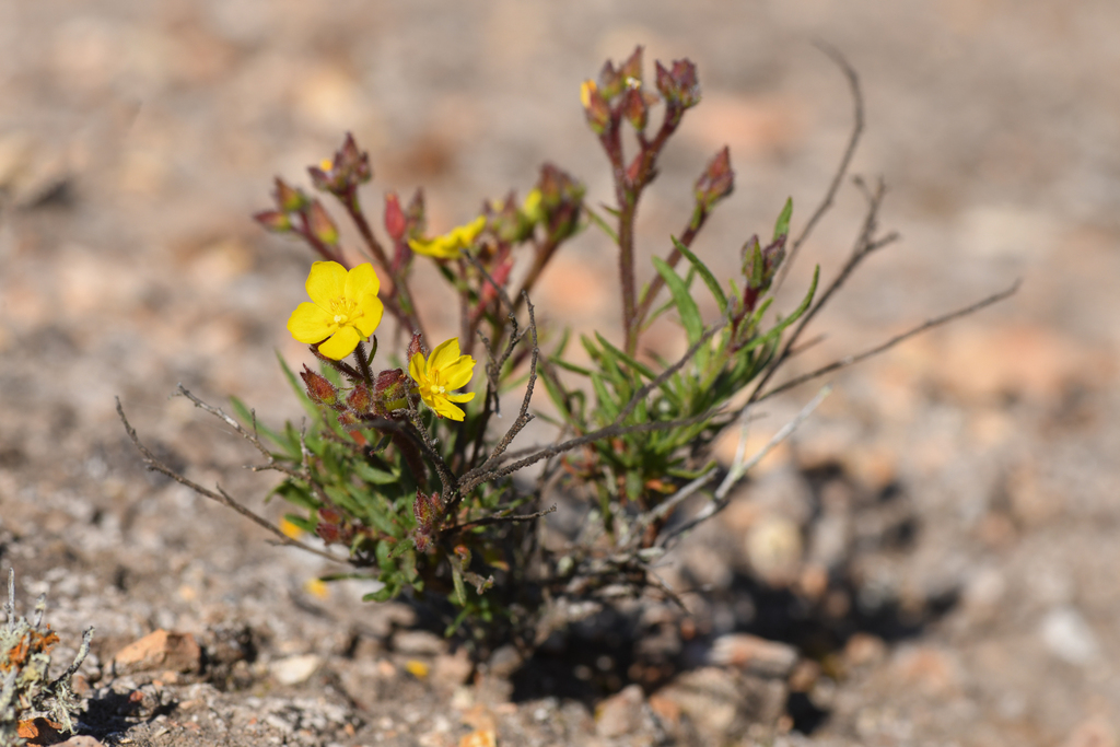Crocanthemum greenei (Island rush-rose), native California shrub