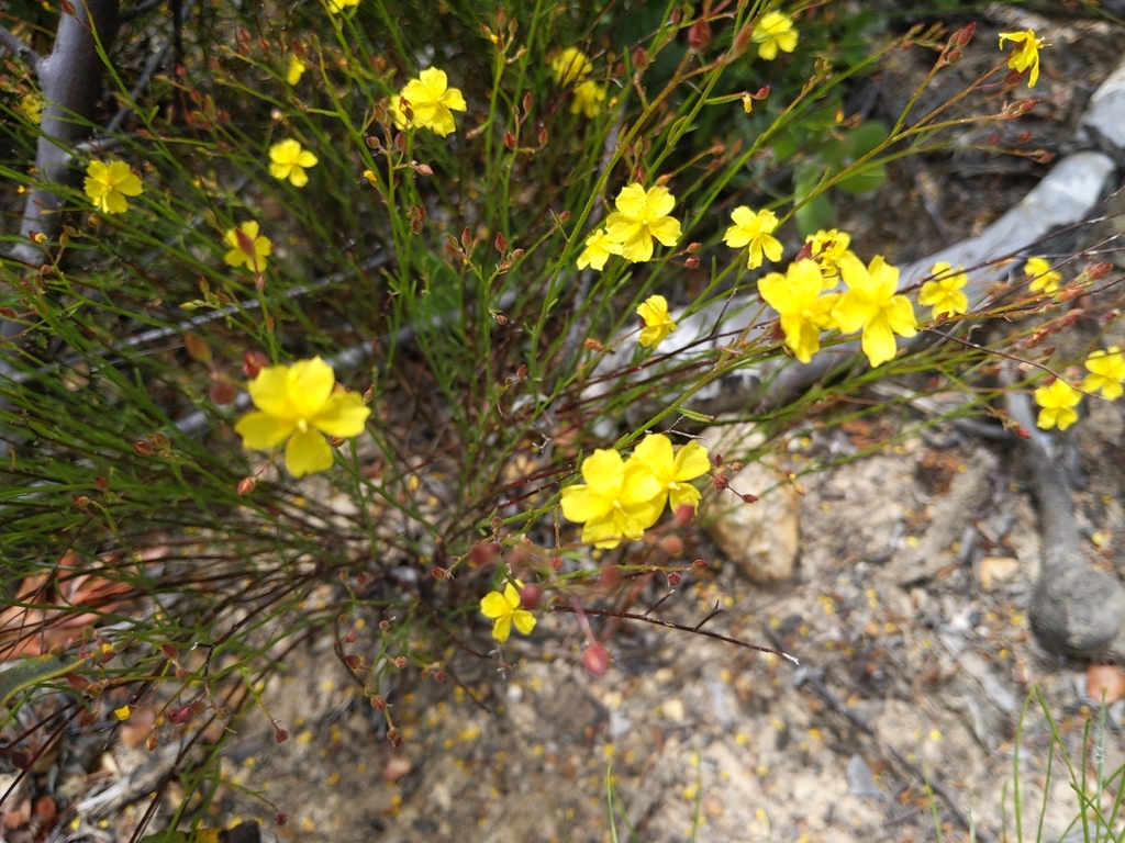 Crocanthemum scoparium (Peak rush-rose), native California shrub