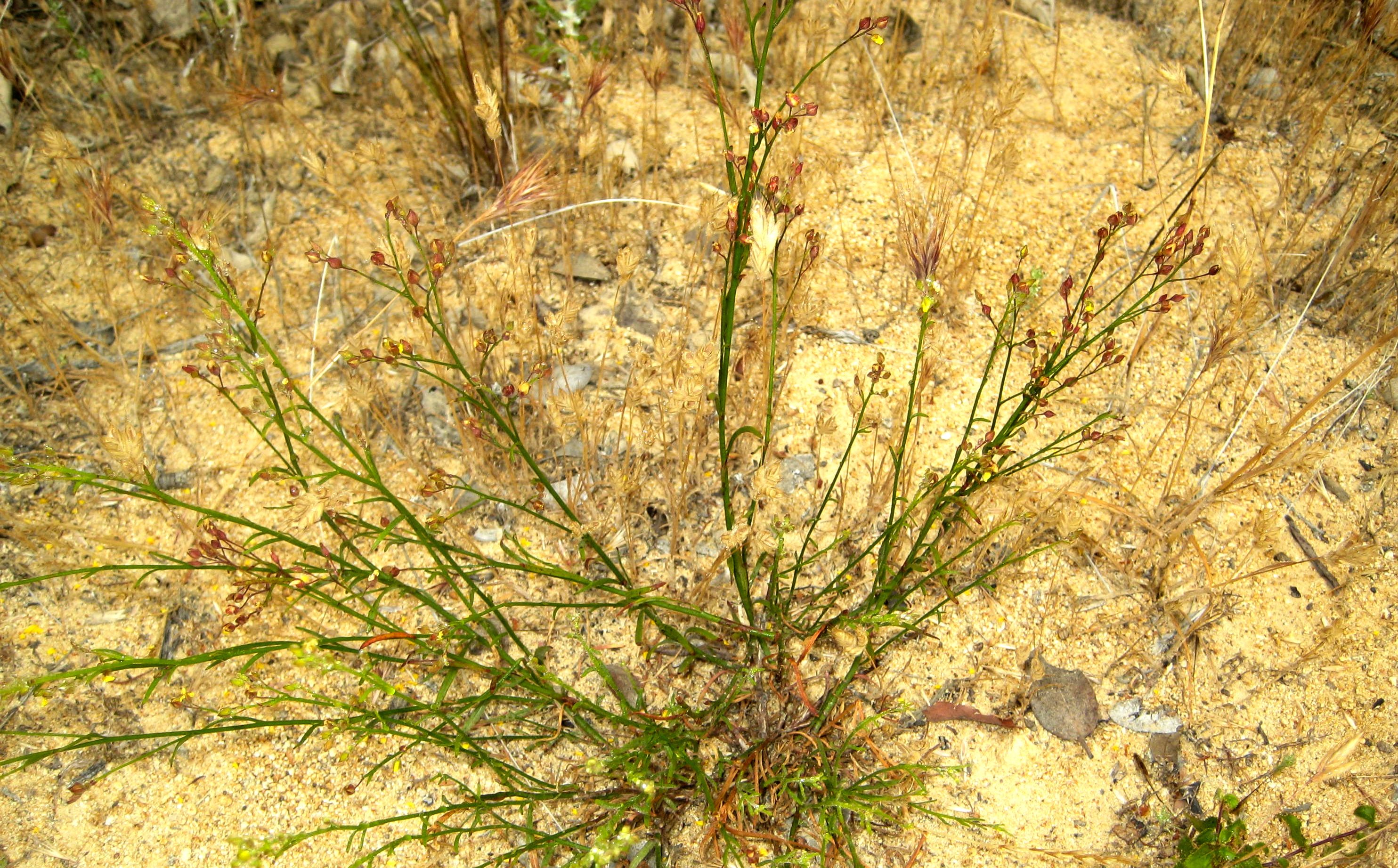 Crocanthemum suffrutescens (Bisbee peak rush-rose), native California shrub