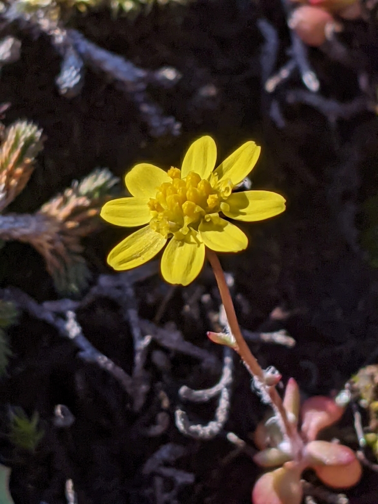 Crocidium multicaule (Common spring gold), native California herb