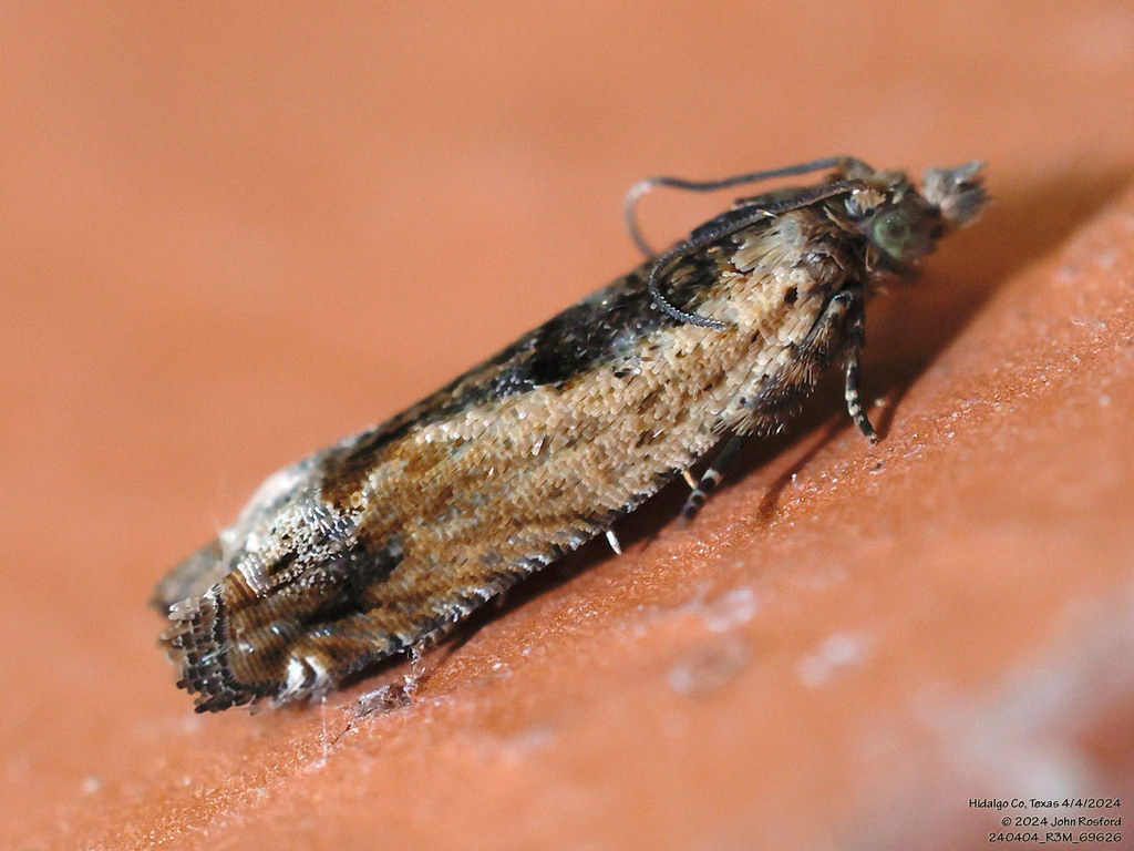 Crocidosema plebejana (Cotton Tipworm Moth), California species