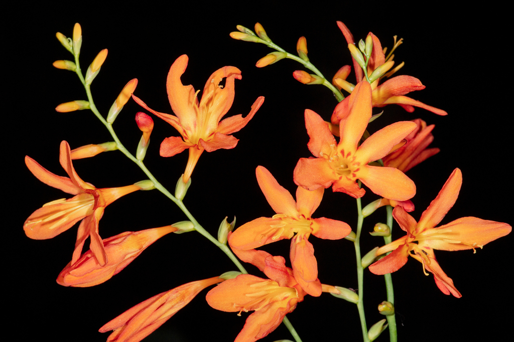 Crocosmia sp., non-native California perennial