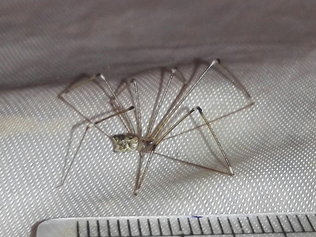 Crossopriza lyoni (Tailed Cellar Spider), California species