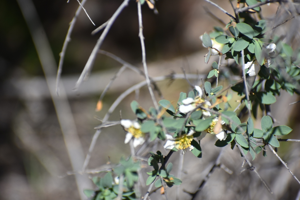 Crossosoma bigelovii (Bigelow crossosoma), native California shrub