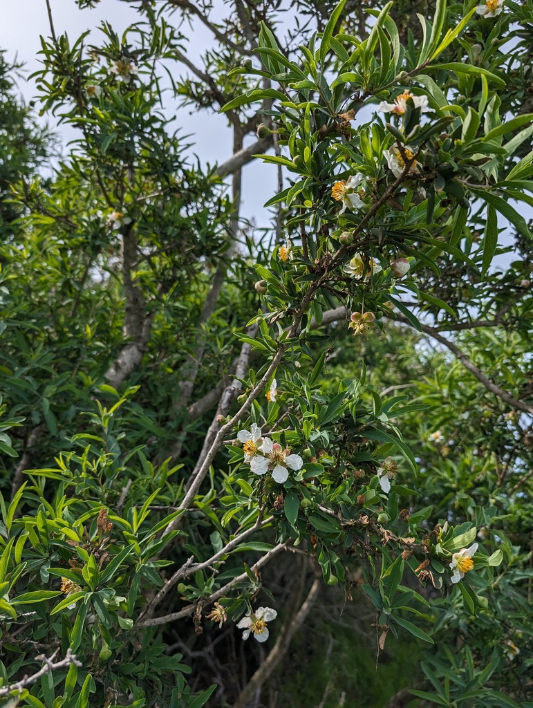 Crossosoma californicum (Catalina crossosoma), native California shrub