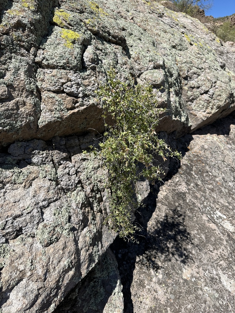 Crossosoma sp., native California shrub