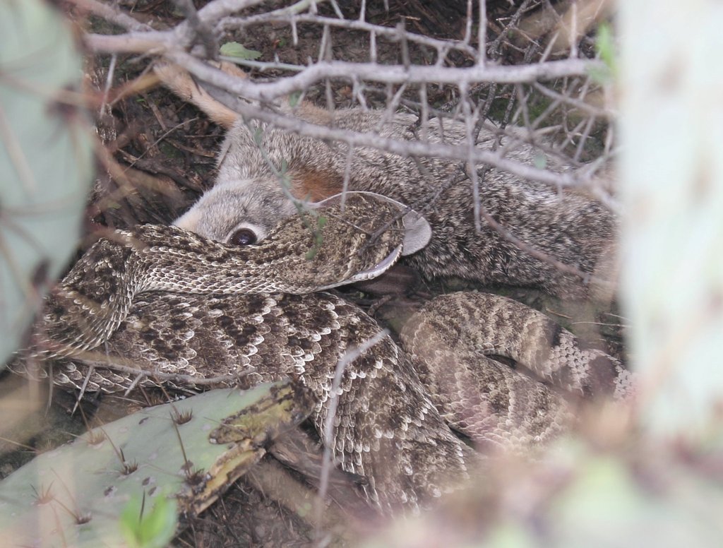 Crotalus atrox (Western Diamond-Backed Rattlesnake), California species
