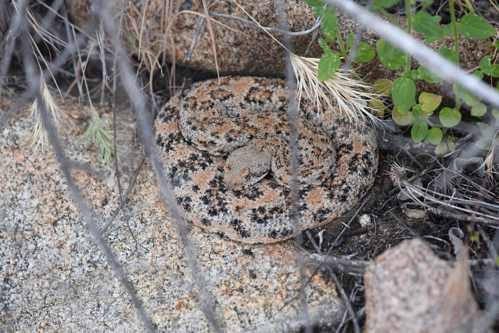 Crotalus pyrrhus (Speckled Rattlesnake), California species