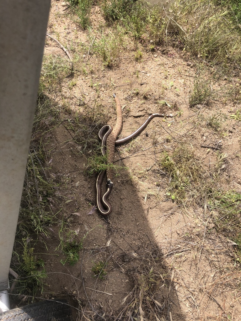 Crotalus ruber (Red Diamond Rattlesnake), California species