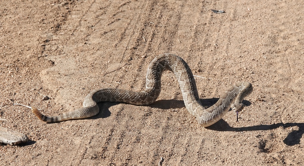 Crotalus scutulatus (Mohave Rattlesnake), California species