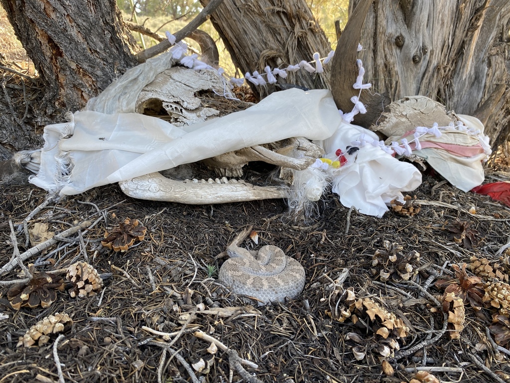 Crotalus stephensi (Panamint Rattlesnake), California species