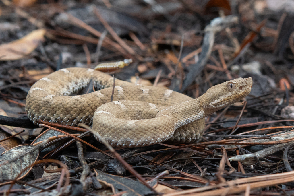 Crotalus willardi obscurus (New Mexican ridge-nosed rattlesnake), California species