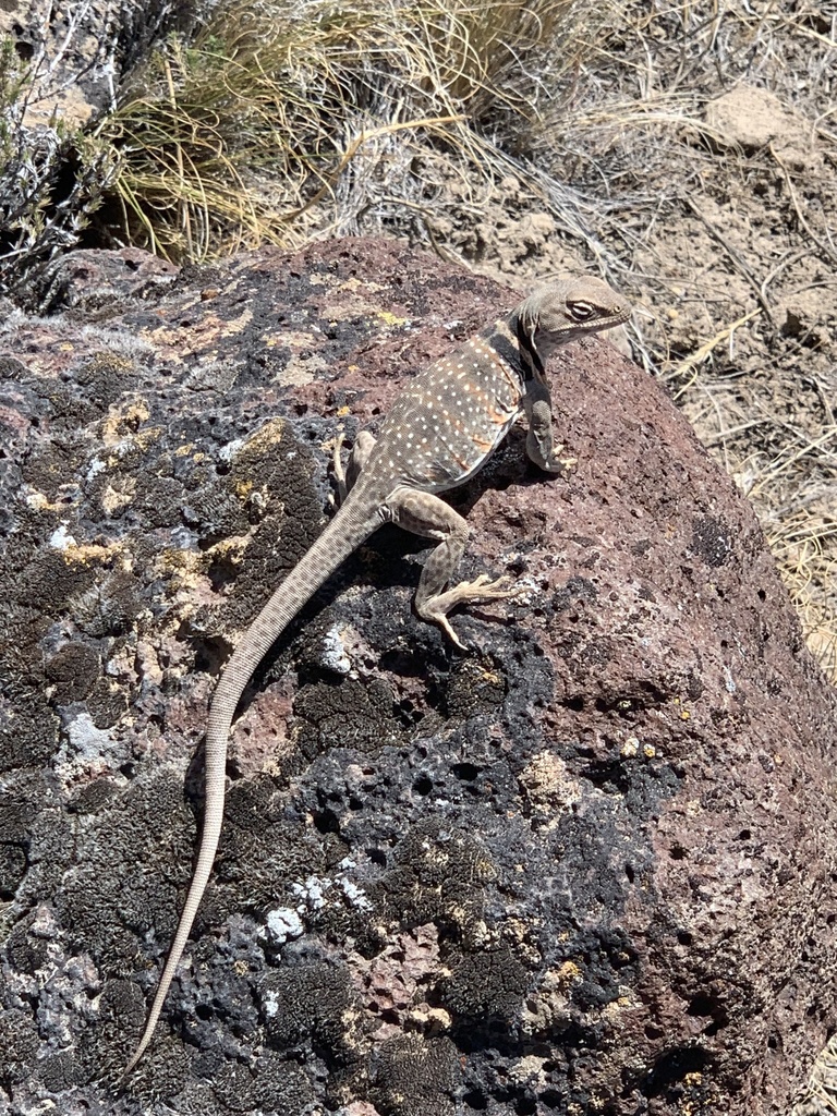 Crotaphytus bicinctores (Great Basin Collared Lizard), California species