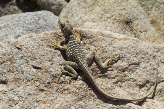 Crotaphytus vestigium (Baja California Collared Lizard), California species