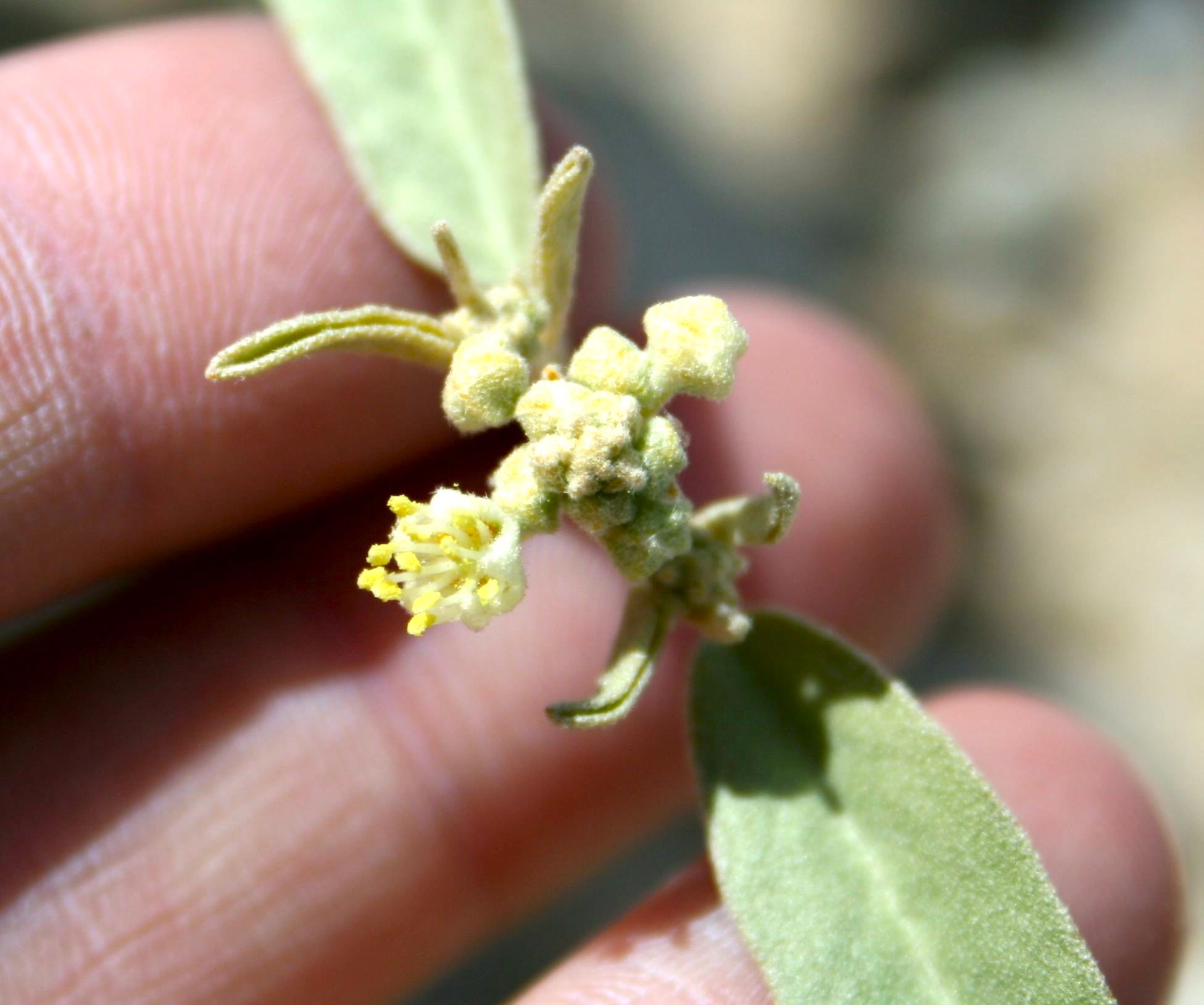Croton californicus (California croton), native California subshrub