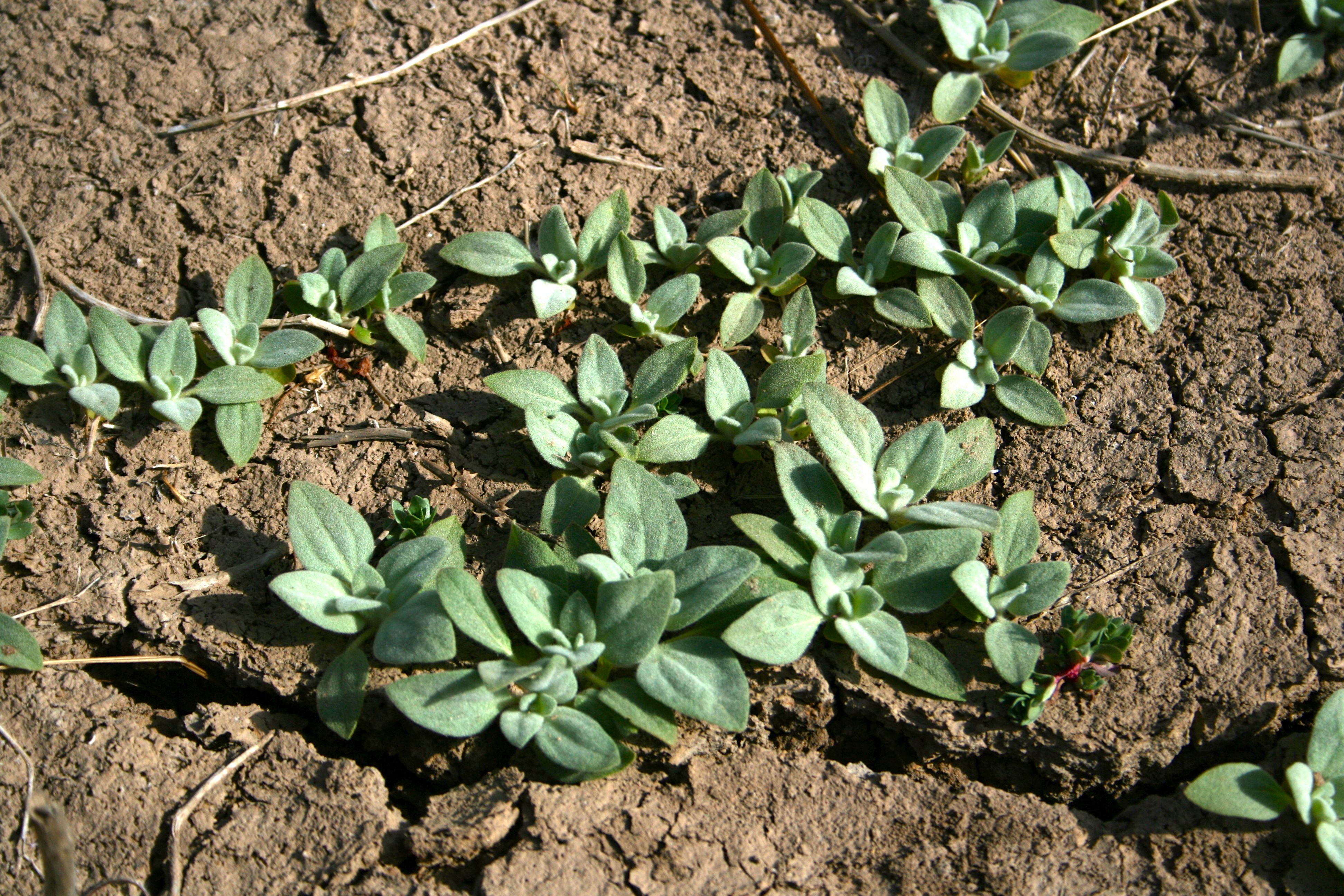 Croton setiger (Doveweed), native California herb