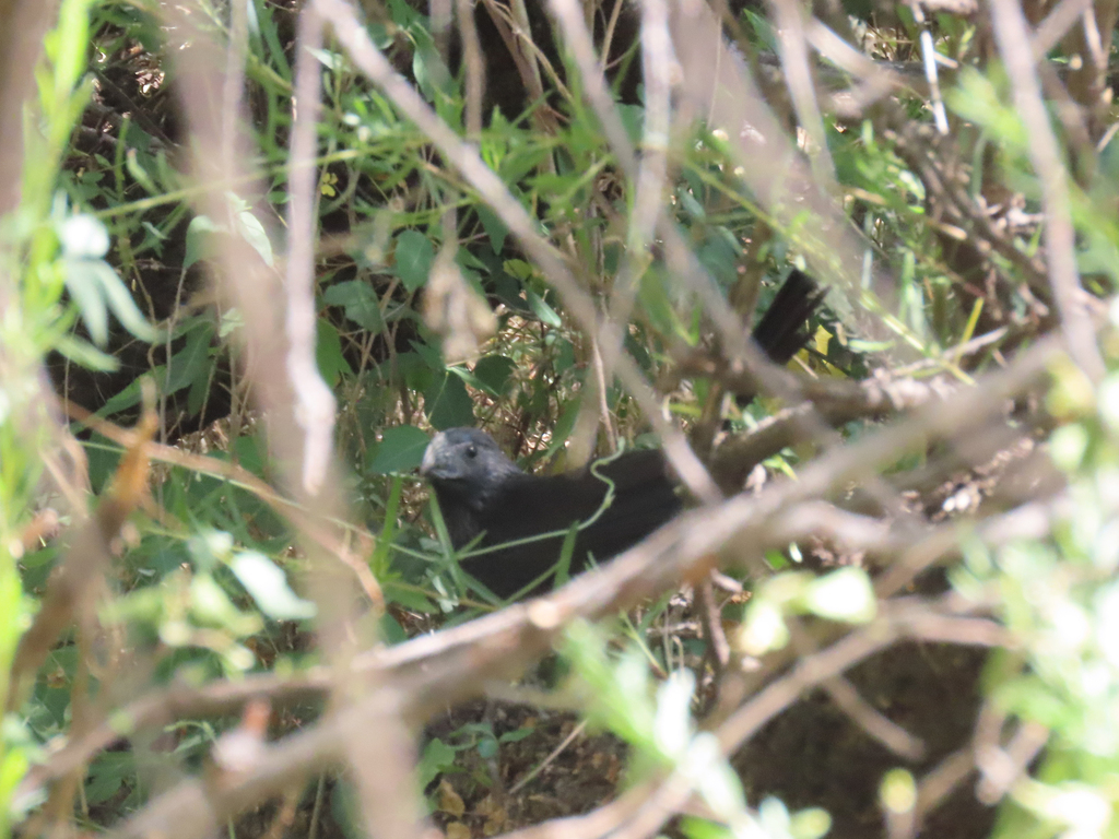 Crotophaga sulcirostris (Groove-billed Ani), California species