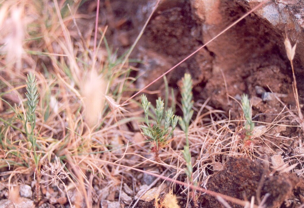 Crucianella angustifolia (Narrow leafed crucianella), non-native California herb