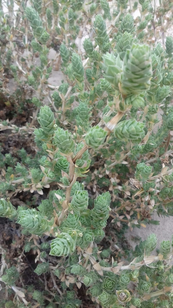 Crucianella sp. (Cross-wort), non-native California annual