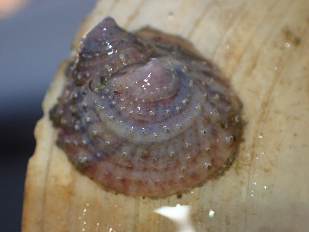 Crucibulum spinosum (Spiny Cup-and-Saucer), California species
