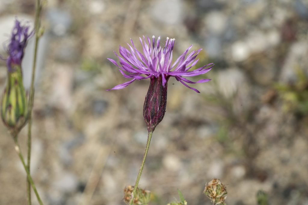 Crupina sp., non-native California annual
