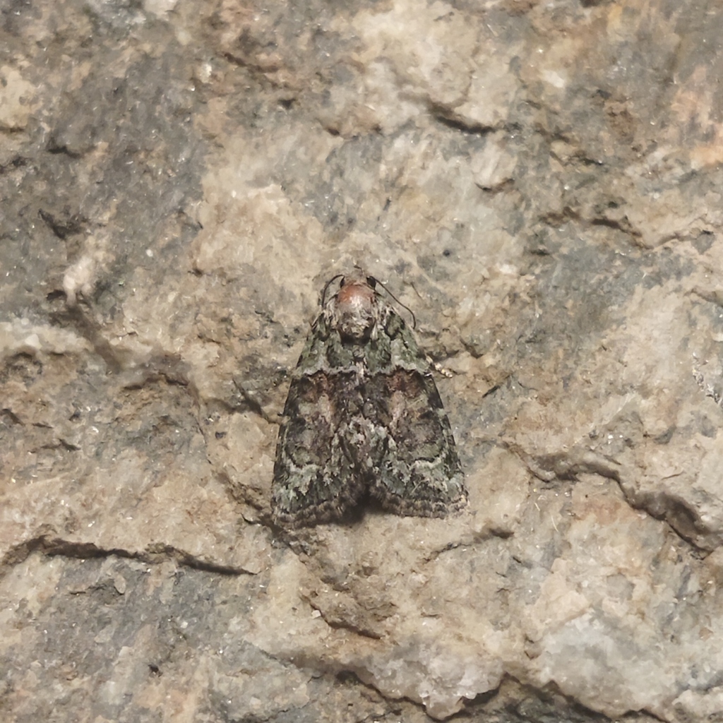 Cryphia fascia, California species