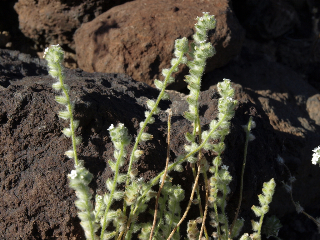 Cryptantha barbigera var. fergusoniae (Palm springs cryptantha), native California annual