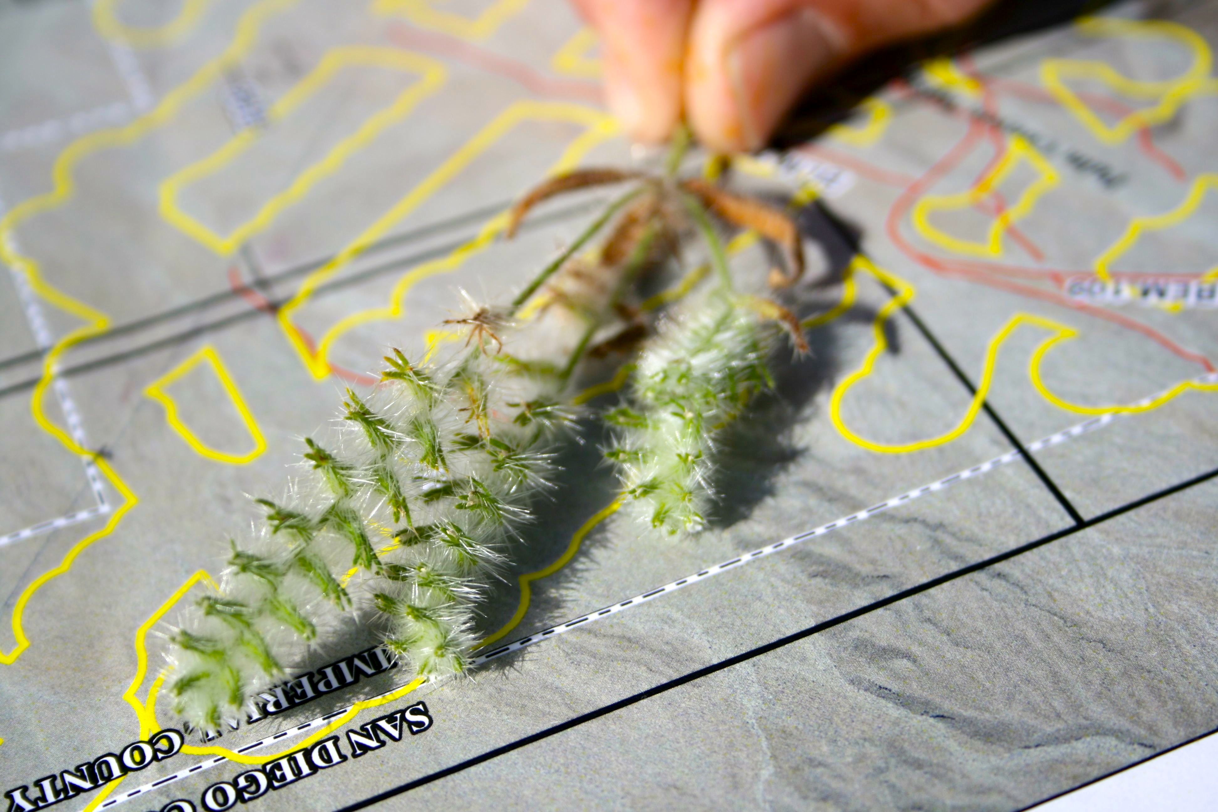 Cryptantha barbigera (Bearded cryptantha), native California herb
