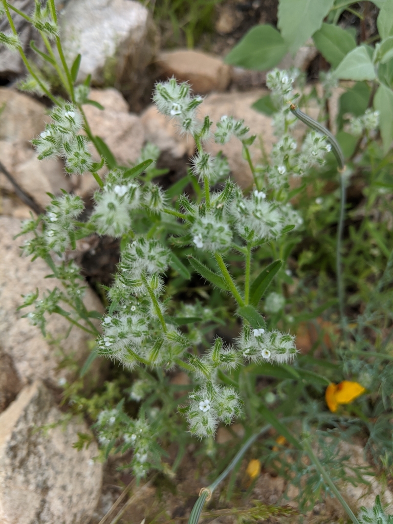 Cryptantha catalinensis (Santa catalina island cryptantha), native California annual