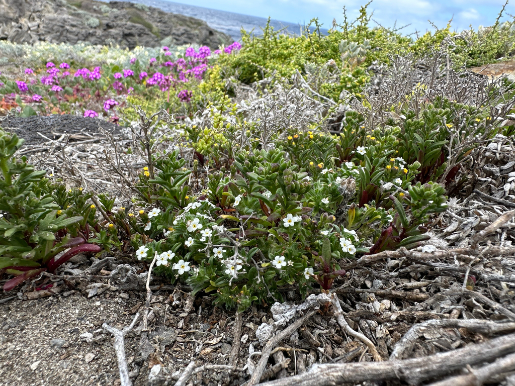 Cryptantha clementina (San clemente island dune cryptantha), native California annual
