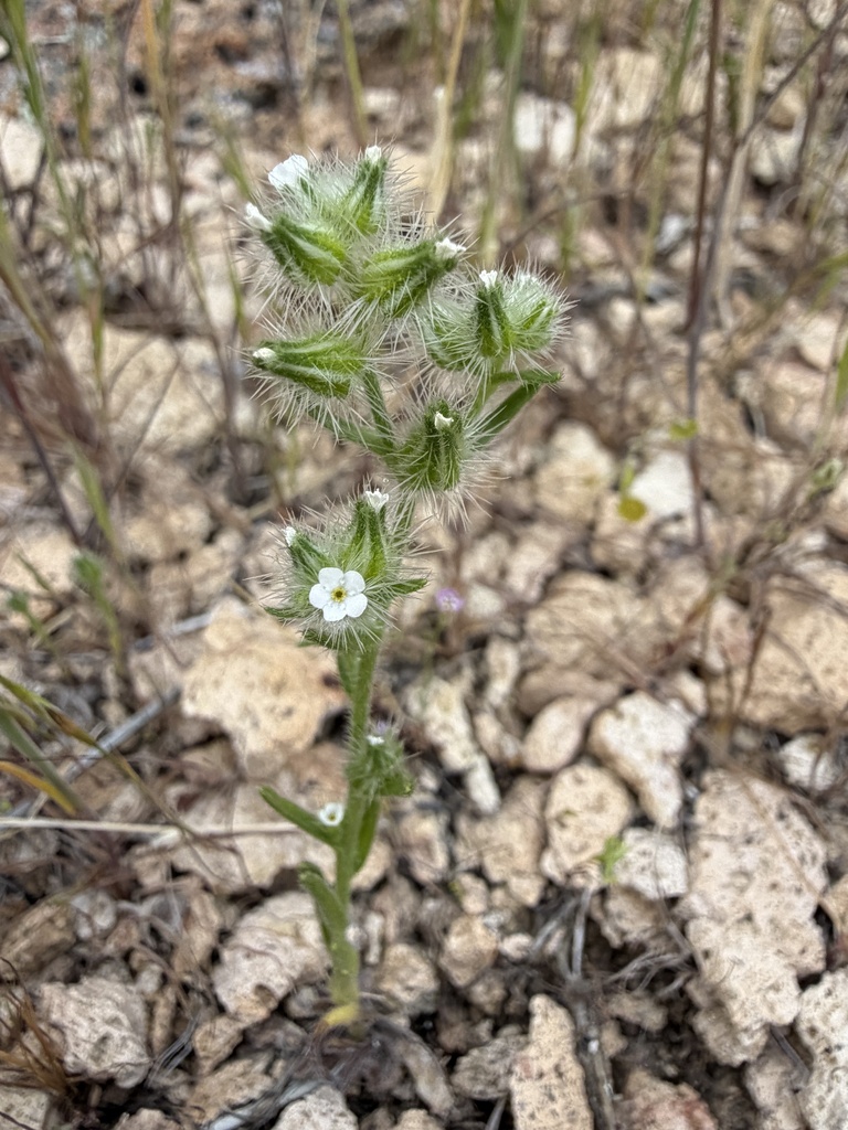 Cryptantha clokeyi (Clokey's cryptantha), native California herb
